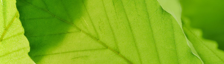 A forest of trees with the glare of the sun in the middle