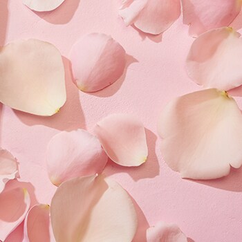 pink flower petals on pink background